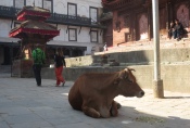 Nepal - Kuh am Durbar-Platz