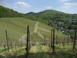 Rheinsteig #1 - Der erste Weinberg unterwegs