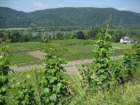 Rheinsteig #4 - Weinberge bei Hubertusburg