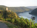 Rheinsteig #11 - In den Weinbergen bei Kaub