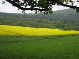 Rheinsteig #13 - Rapsblüte im Taunus