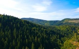 Thüringer Wald