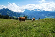 Kitzbüheler Alpen – Auf die Hohe Salve