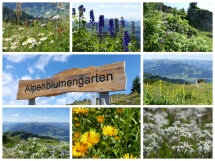 Kitzbüheler Alpen – Rund ums Kitzbüheler Horn - Alpenblumengarten