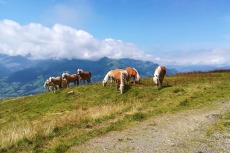 Kitzbüheler Alpen – Vom Wildpark Aurach nach Kitzbühel
