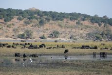 Botswana - Büffel im Chobe-Nationalpark