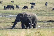 Botswana - Elefant im Chobe-Nationalpark