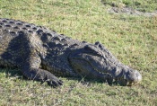 Botswana - Krokodil im Chobe-Nationalpark