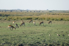 Botswana - Impalas im Chobe-Nationalpark