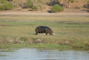 Botswana - Flusspferd im Chobe-Nationalpark