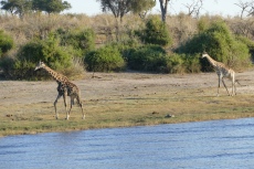 Botswana - Giraffe im Chobe-Nationalpark