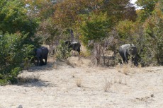 Botswana - Elefanten auf dem Weg nach Nata