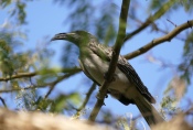 Botswana - Vögel im Garten der Nata Lodge