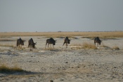 Botswana - Gnus in der Makgadigadi-Salzpfanne