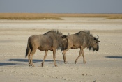Botswana - Gnus in der Makgadigadi-Salzpfanne
