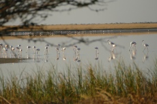 Botswana - Flamingos in der Makgadigadi-Salzpfanne