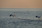 Botswana - Pelikane in der Makgadigadi-Salzpfanne