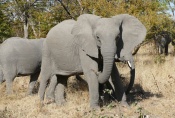 Botswana - Elefanten an der Straße zum Moremi-Reservat