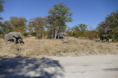 Botswana - Elefanten an der Straße zum Moremi-Reservat