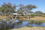 Botswana - Am Khwai-Fluss