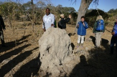 Botswana - Ranger Allan erklärt den Termitenhügel