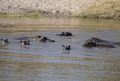 Botswana - Flusspferde im Khwai