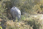 Botwana - Elefant am Khwai