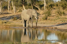 Botswana - Elefanten am Khwai