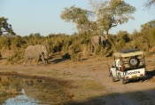 Botswana - Die waren uns im Weg...
