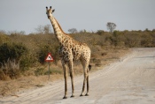 Botswana - Giraffen haben Vorfahrt