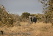 Botswana - Elefant und Giraffe in der Moremi-Region