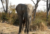 Botswana - Elefant in der Moremi-Region