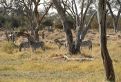 Botswana - Zebras in der Moremi-Region