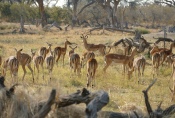 Botswana - Impalas in der Moremi-Region