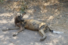Botswana - Afrikanischer Wildhund in der Moremi-Region