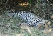 Botswana - Leopard nach erfolgreicher Jagd
