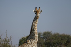 Botswana - Giraffe in der Moremi-Region