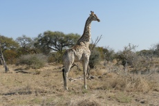 Botswana - Giraffe in der Moremi-Region