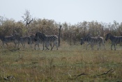Botswana - Zebras auf einer Insel im Okavangodelta