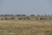 Botswana - Zebras und Antilopen auf einer Insel im Okavangodelta