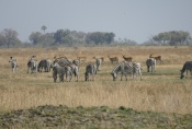 Botswana - Zebras und Antilopen auf einer Insel im Okavangodelta