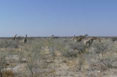 Namibia - Giraffen im Etosha-Nationalpark