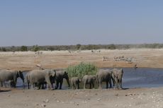 Namibia - Hochbetrieb am Wasserloch im Etosha-Nationalpark