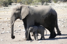 Namibia - Elefanten im Etosha-Nationalpark