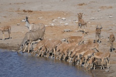 Namibia - Verschiedene Antilopen im Etosha-Nationalpark