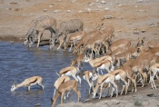 Namibia - Verschiedene Antilopen im Etosha-Nationalpark