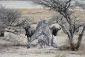 Namibia - Gnus im Etosha-Nationalpark