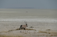 Namibia - Oryx-Antilope auf dem Weg in die Etosha-Salzpfanne