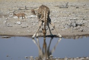 Namibia - Trinkende Giraffe im Etosha-Nationalpark