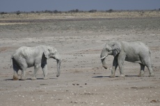 Namibia - Elefanten im Etosha-Nationalpark